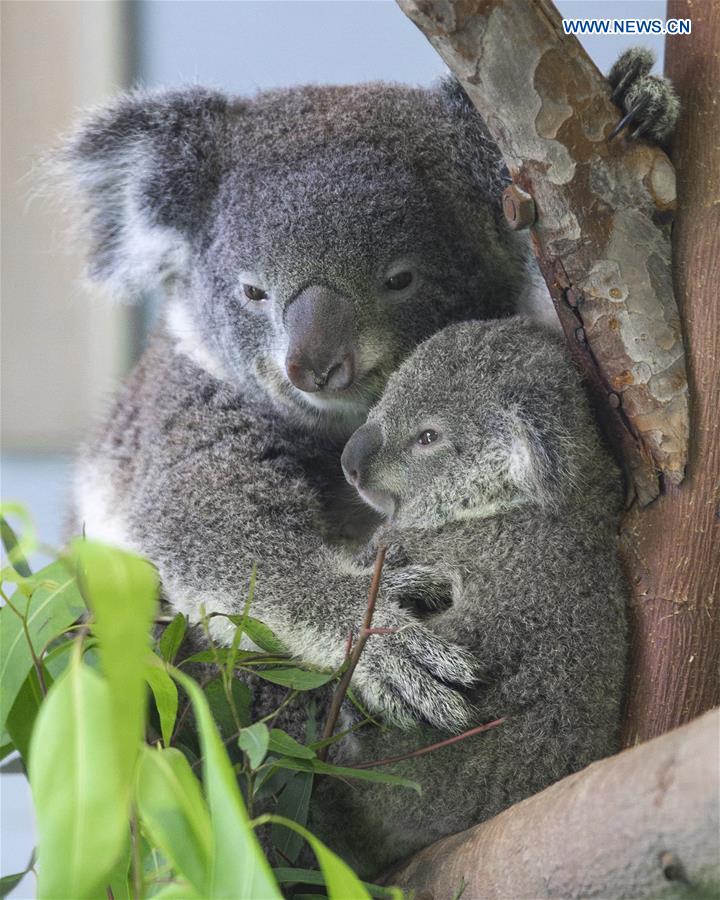 #CHINA-NANJING-ZOO-KOALA (CN)