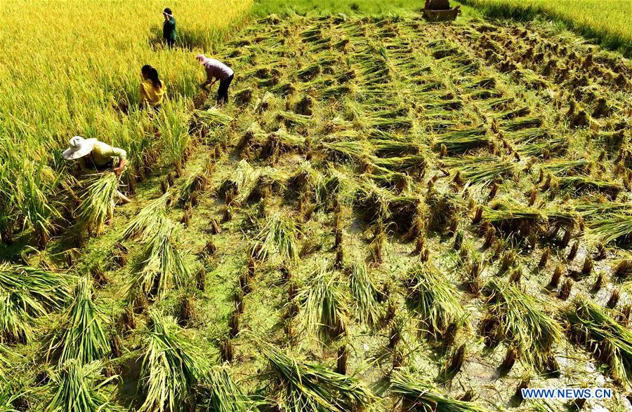 #CHINA-HUBEI-ENSHI-RICE HARVEST (CN)