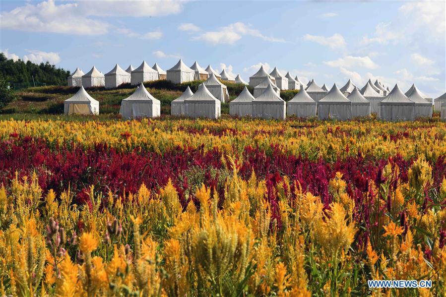 CHINA-YUNNAN-LUOPING-COLORFUL FLOWER FIELDS (CN)