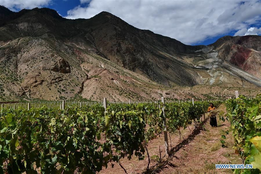 CHINA-TIBET-AGRICULTURE-GRAPE-HARVEST (CN)