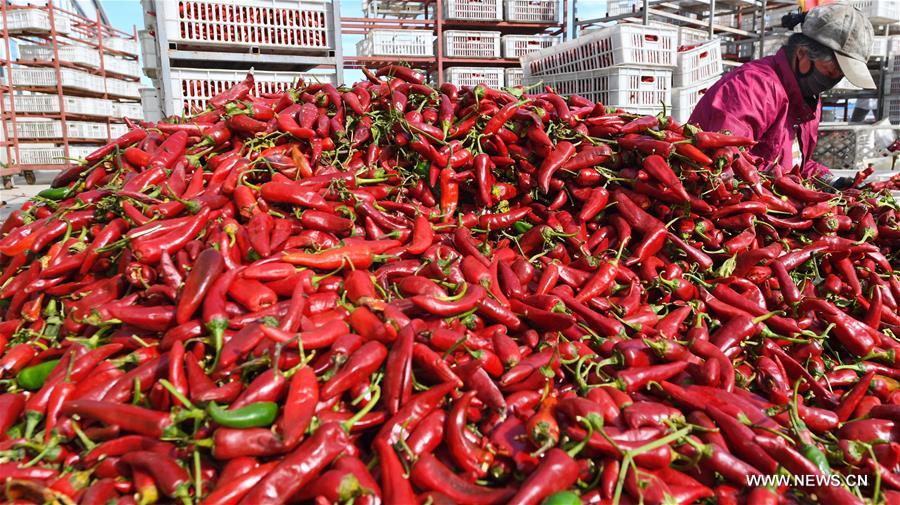 CHINA-JILIN-CHILI-HARVEST (CN)