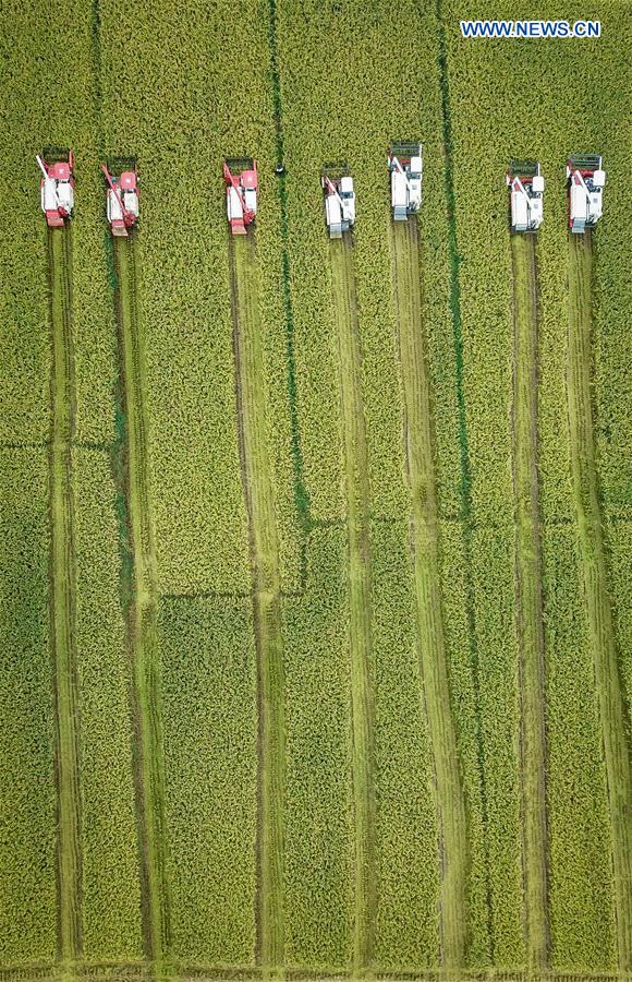 CHINA-JIANGSU-XUYI-RICE-HARVEST (CN)