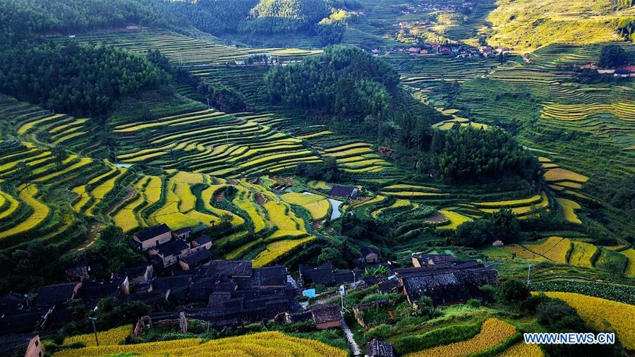 CHINA-FUJIAN-WUYI MOUNTAIN-HARVEST(CN)