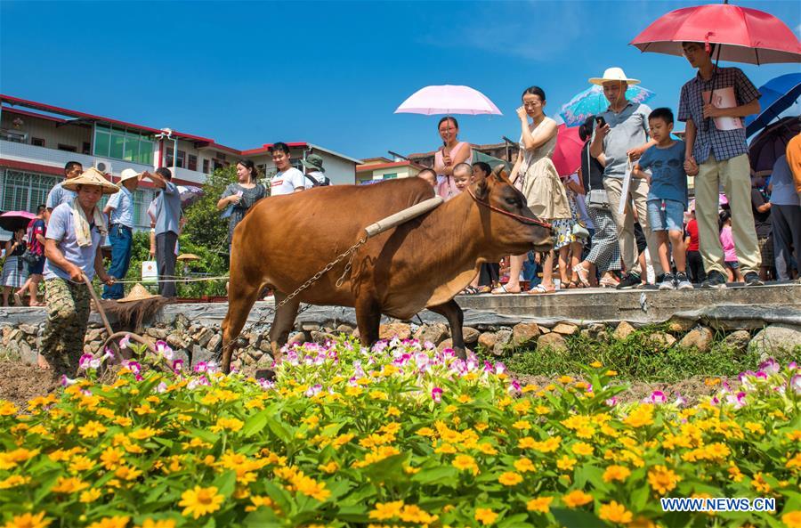 #CHINA-AGRICULTURE-HARVEST-FESTIVAL (CN)