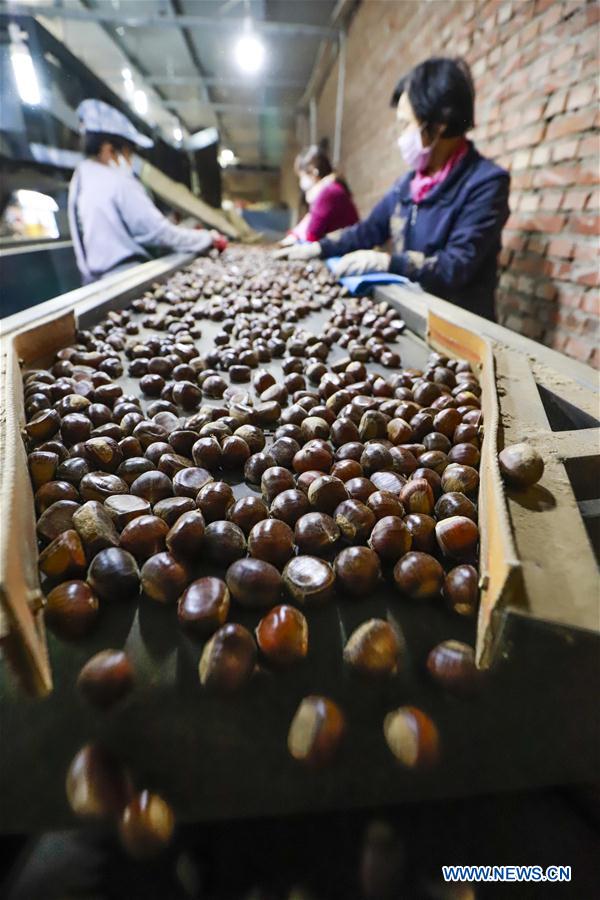 #CHINA-HEBEI-TANGSHAN-CHINESE CHESTNUT-HARVEST(CN)