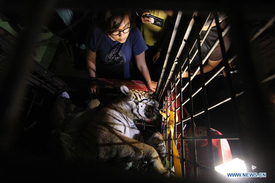 INDONESIA-RIAU-SUMATRAN TIGER-FOUND DIED