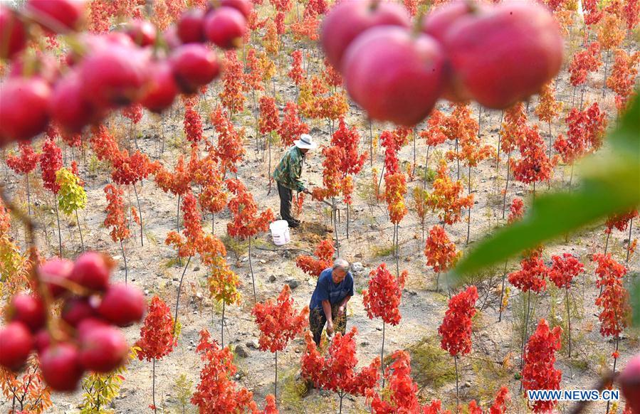 #CHINA-SHANDONG-FARMWORK (CN)