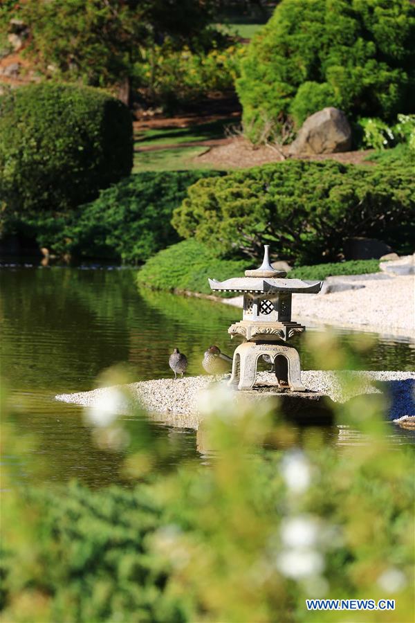 AUSTRALIA-CANBERRA-JAPANESE GARDEN