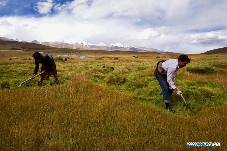 CHINA-TIBET-LHASA-MOWING (CN)