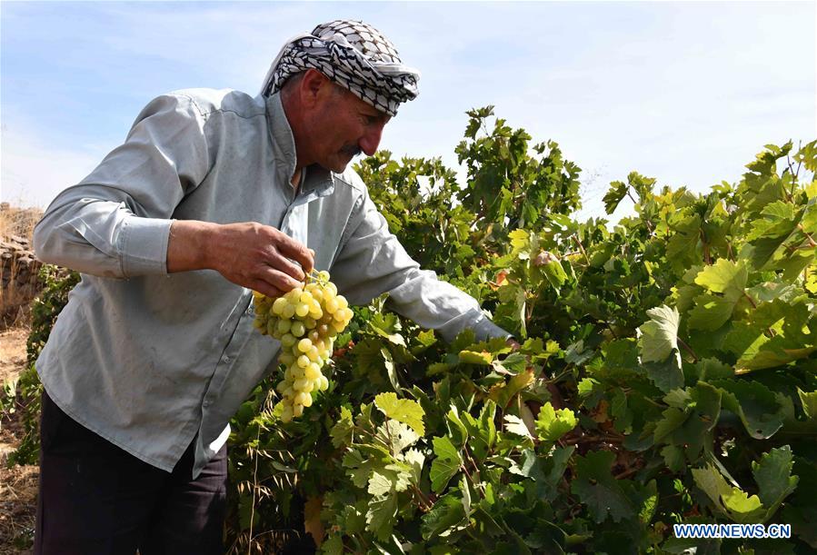 SYRIA-SWEIDA-GRAPE-MOLASSES-PRODUCTION