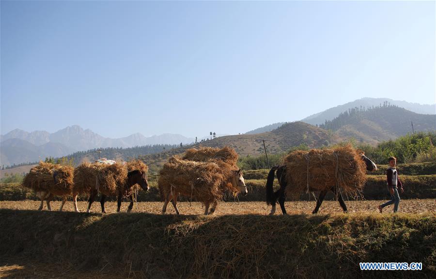 KASHMIR-SRINAGAR-DAILY LIFE