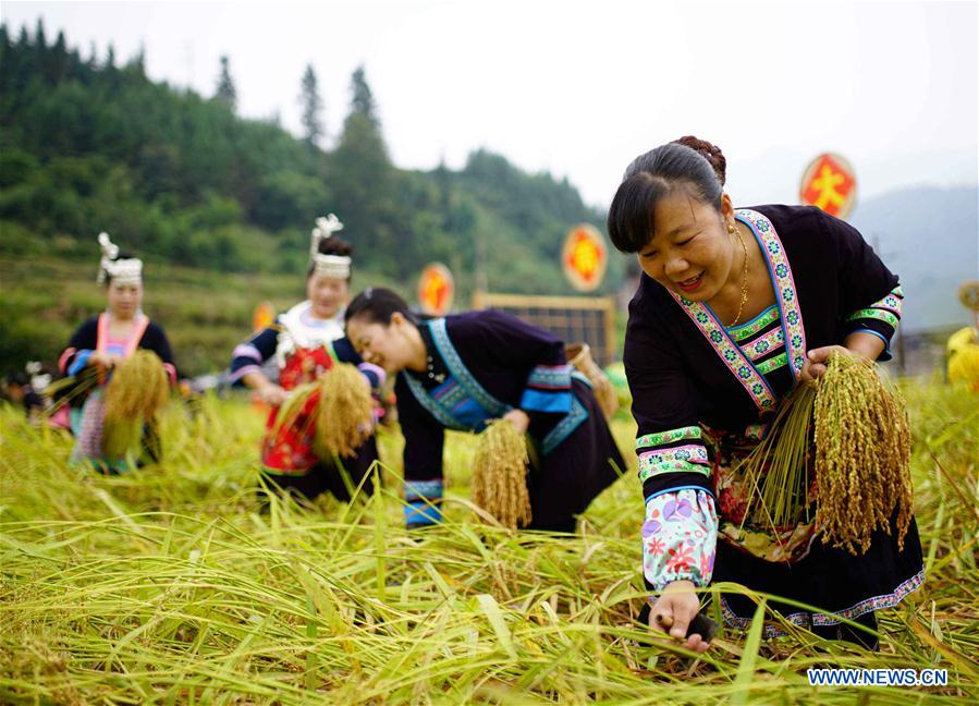 #CHINA-GUANGXI-GUILIN-RICE HARVEST (CN)