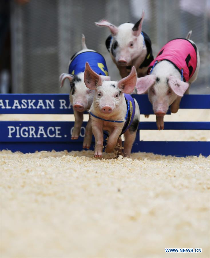 U.S.-LOS ANGELES-PIGGY-RACE