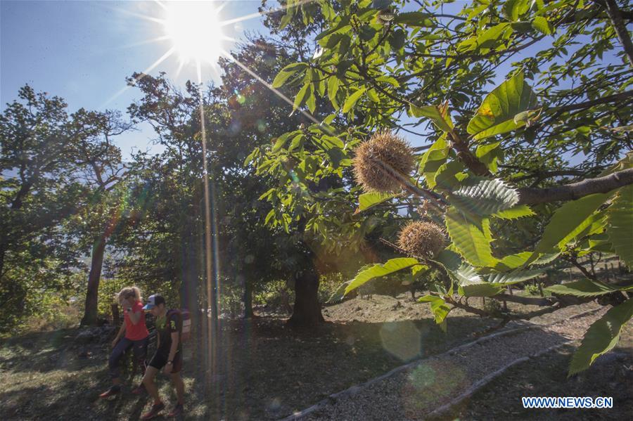 SWITZERLAND-FULLY-CHESTNUT FESTIVAL