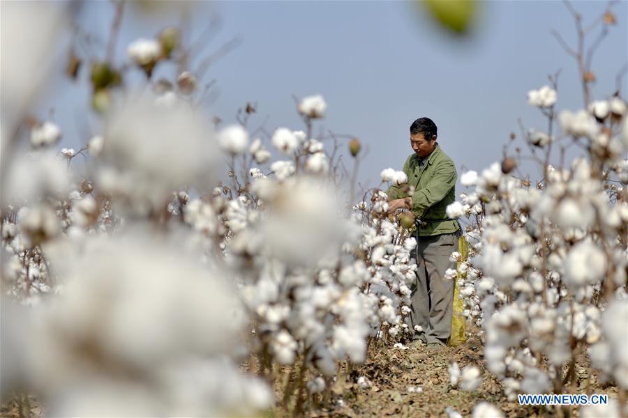 CHINA-HEBEI-COTTON-HARVEST (CN)