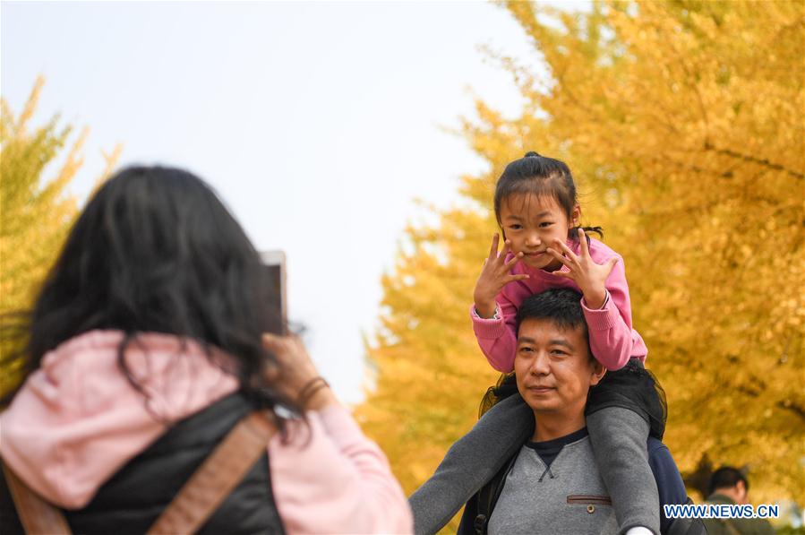 CHINA-LIAONING-GINKGO (CN)