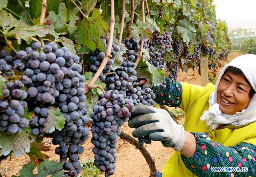 CHINA-CHANGLI-WINE GRAPE-HARVEST (CN)