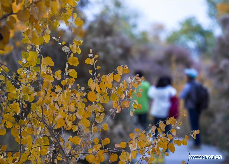 CHINA-XINJIANG-AUTUMN-SCENERY (CN)