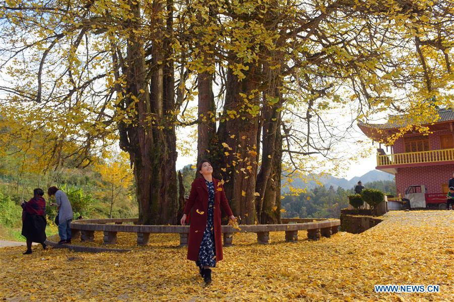 #CHINA-AUTUMN-GINGKO TREES (CN)