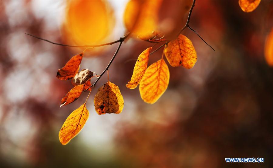 #CHINA-AUTUMN-SCENERY-LEAVES (CN)