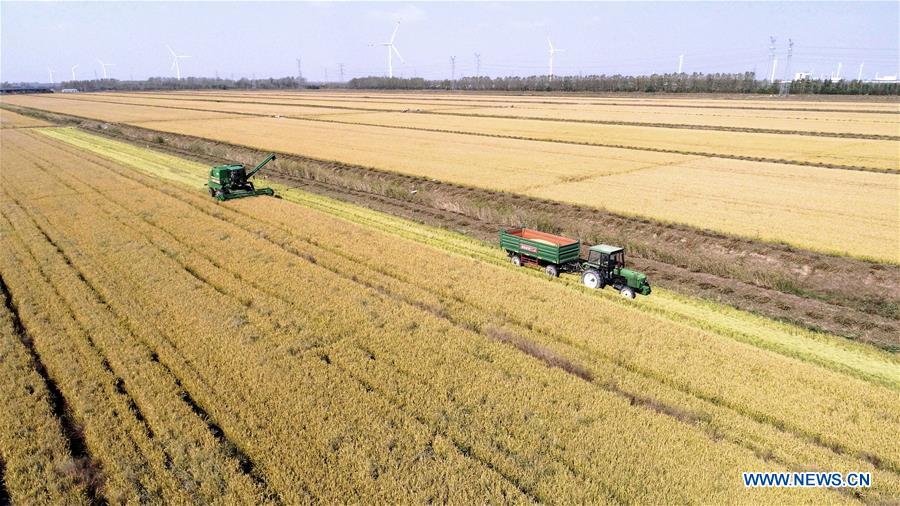 #CHINA-JIANGSU-HARVEST SEASON (CN)