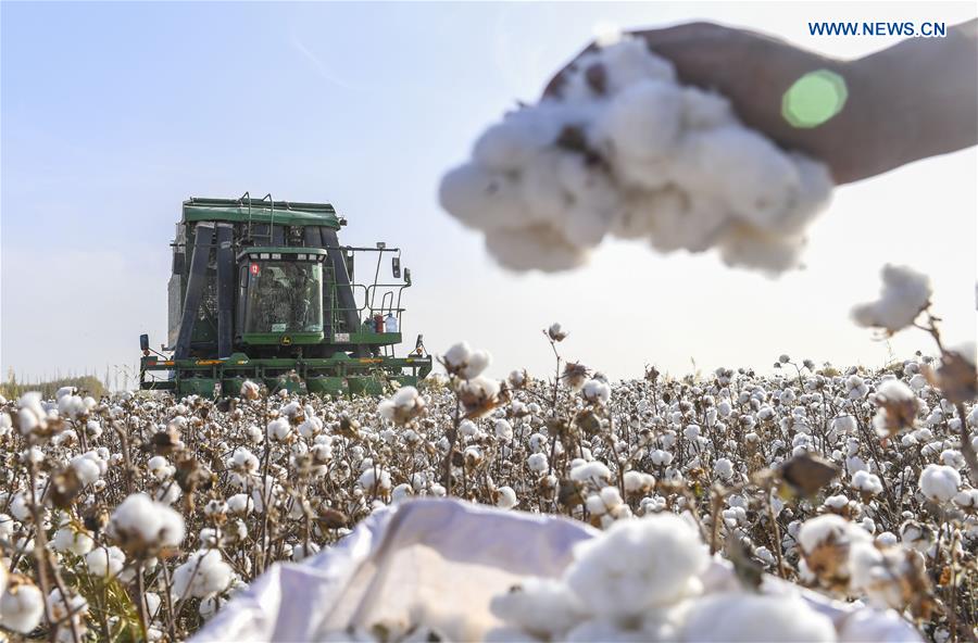 CHINA-XINJIANG-URUMQI-COTTON SEASON(CN)