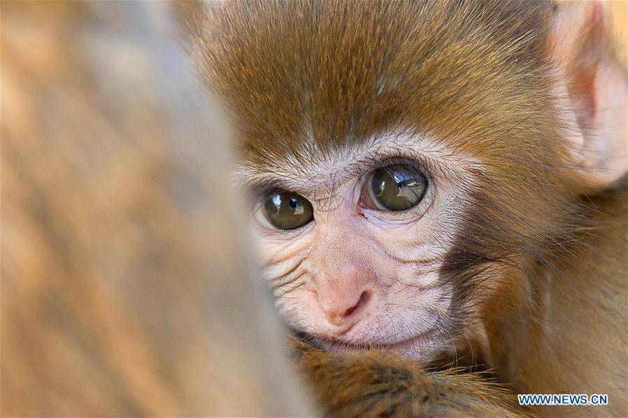 #CHINA-LIANYUNGANG-HUAGUO MOUNTAIN-MONKEY(CN)