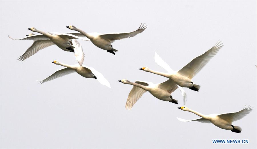 CHINA-HENAN-SANMENXIA-SWANS (CN)