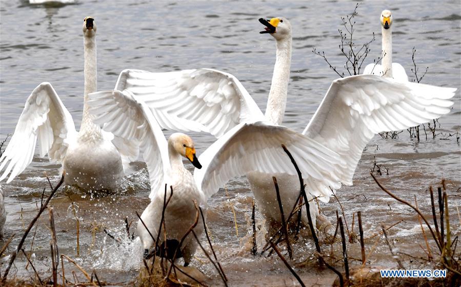 CHINA-HENAN-SANMENXIA-SWANS (CN)