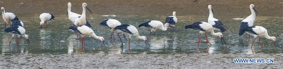 CHINA-ANHUI-WHITE STORK (CN)