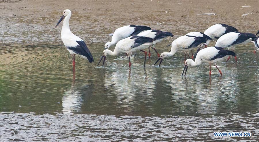 CHINA-ANHUI-WHITE STORK (CN)