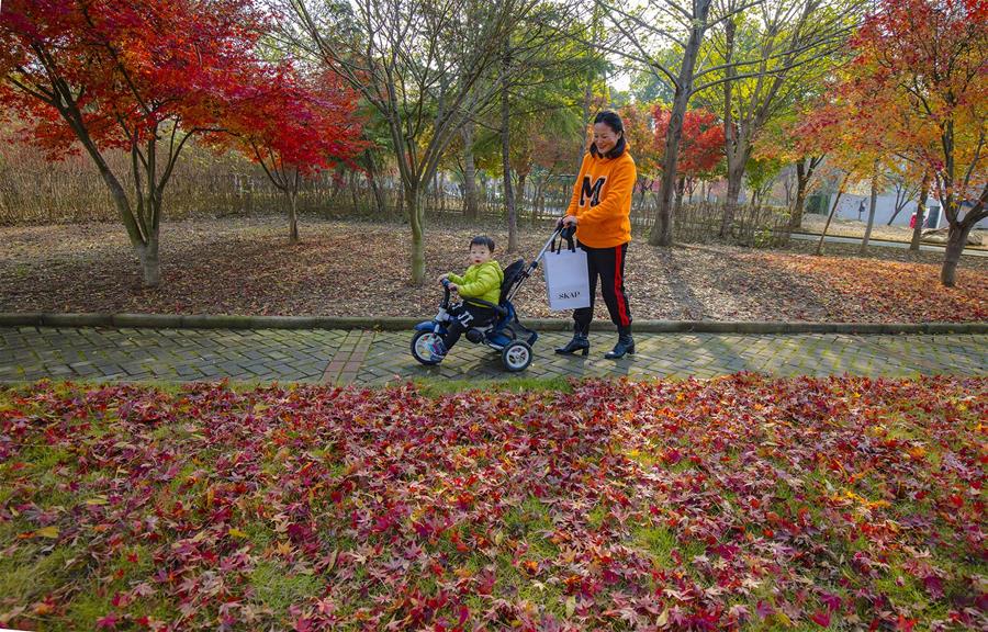 CHINA-MAPLE LEAVES-SCENERY (CN)