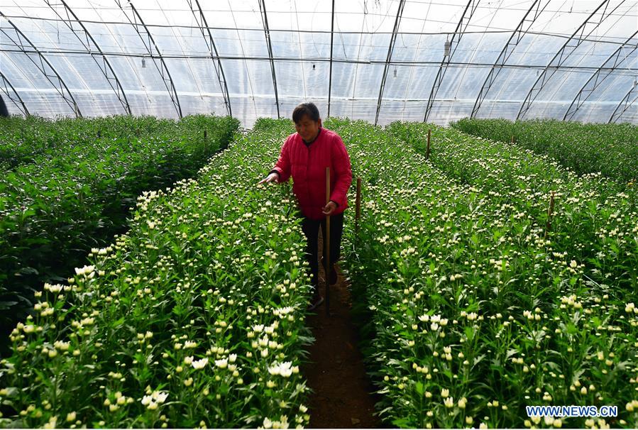 CHINA-HENAN-FLOWER PLANTING-INCOME RAISE (CN)