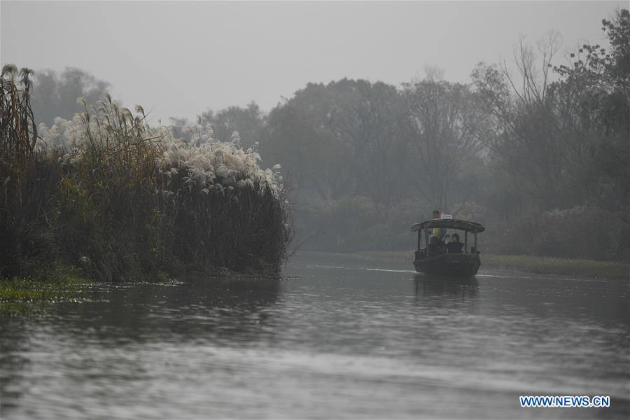 CHINA-ZHEJIANG-HANGZHOU-REED FLOWERS (CN)