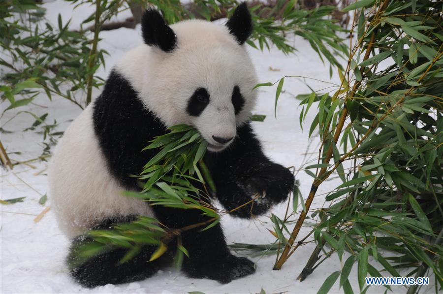 AUSTRIA-VIENNA-GIANT PANDA-TWINS-RETURNING TO CHINA