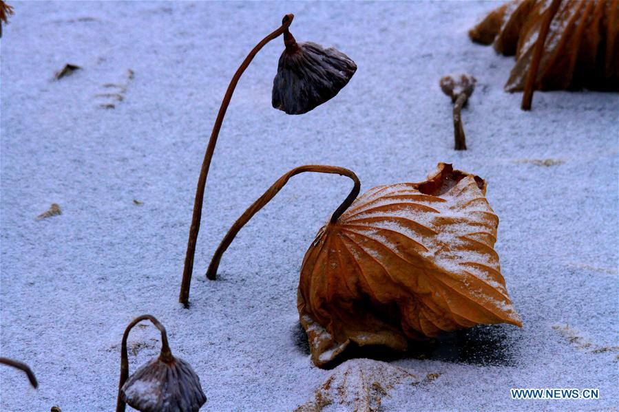 #CHINA-GANSU-ZHANGYE-WITHERED LOTUS-SNOW (CN)