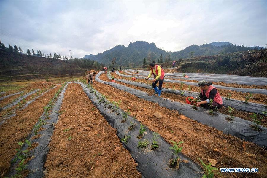 CHINA-HUNAN-TEA PLANTATION (CN)