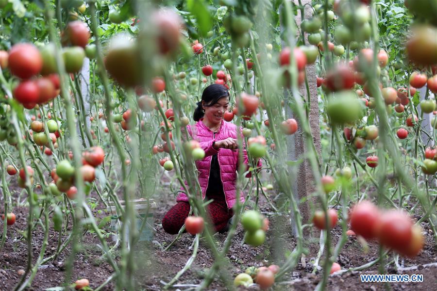 #CHINA-WINTER-ARGRICULTURE-GREENHOUSE (CN)