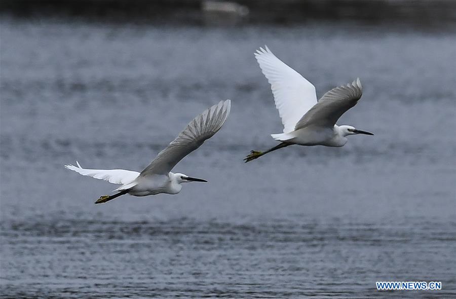 CHINA-GUANGXI-BEIBU GULF-EGRETS (CN)