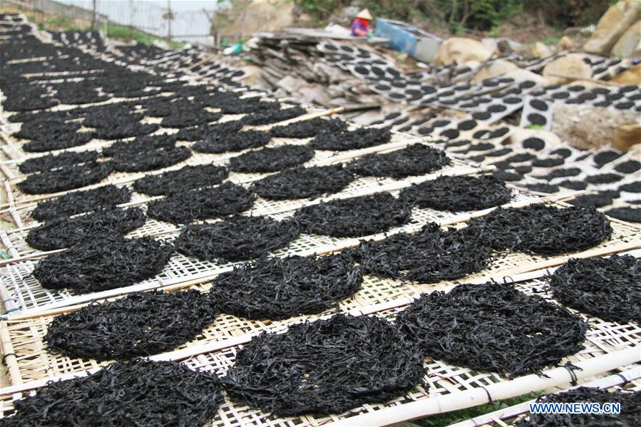 #CHINA-GUANGDONG-NAN'AO-DRIED LAVER (CN) 