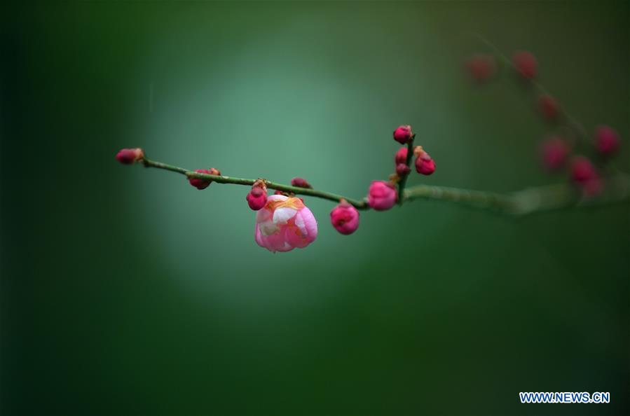 CHINA-HUBEI-ENSHI-PLUM BLOSSOM (CN)