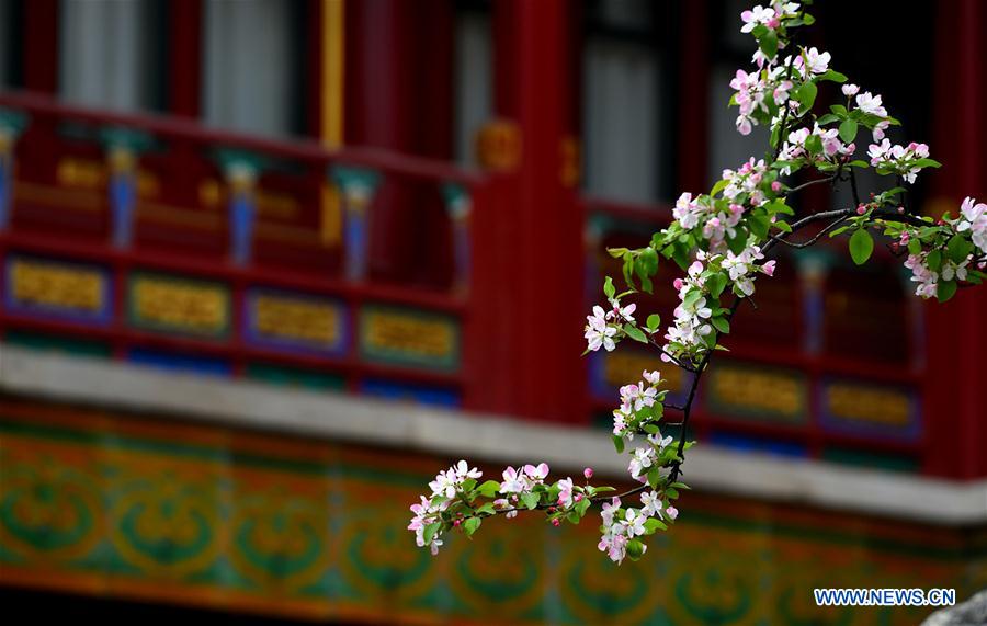 (InPalaceMuseum)CHINA-BEIJING-PALACE MUSEUM-FLOWERS (CN)  