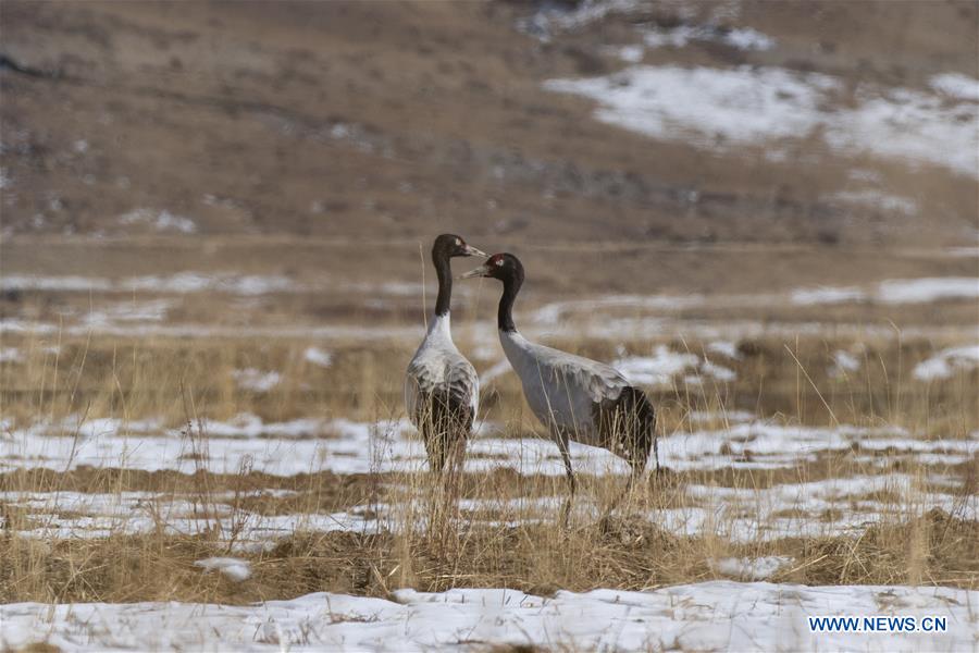 #CHINA-LHASA-BLACK-NECKED CRANES (CN*)