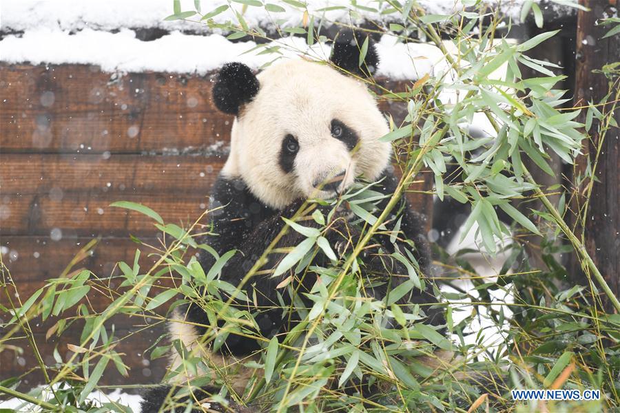 CHINA-ANHUI-SNOW-GIANT PANDA (CN)