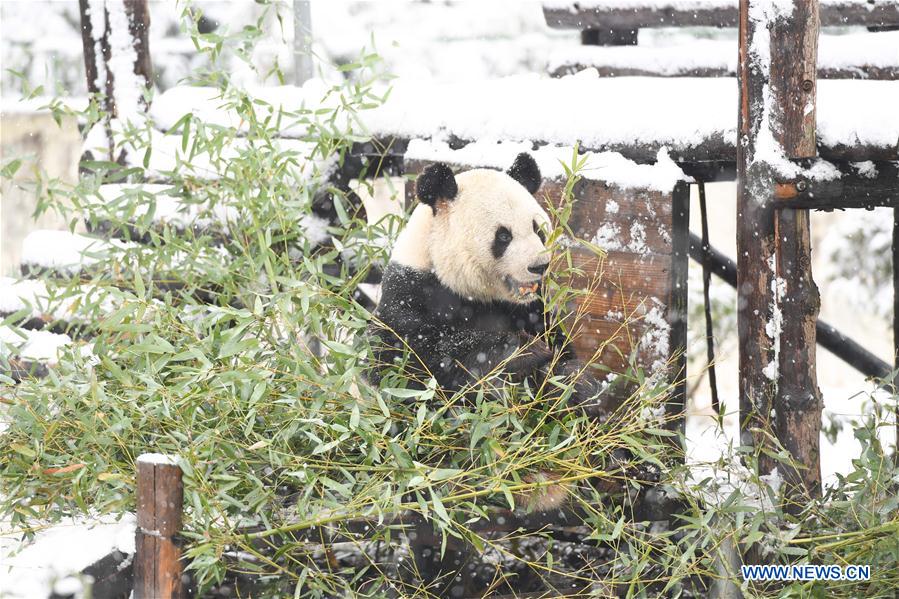 CHINA-ANHUI-SNOW-GIANT PANDA (CN)