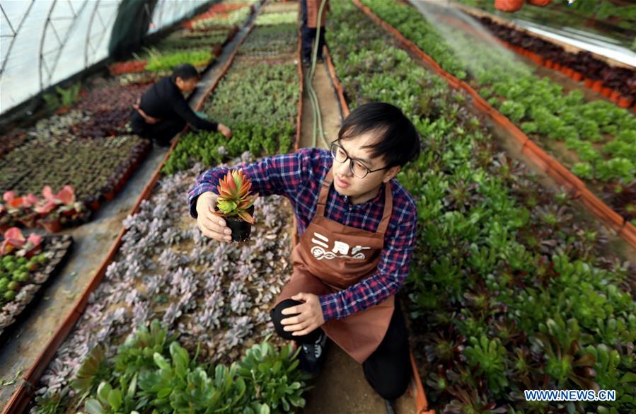 CHINA-HEBEI-SUCCULENT PLANTS (CN)