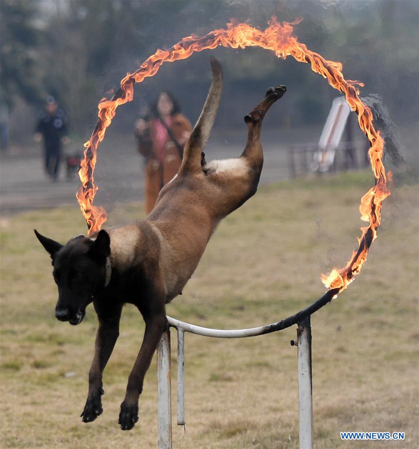 CHINA-GUANGXI-POLICE DOG-TRAINING (CN)