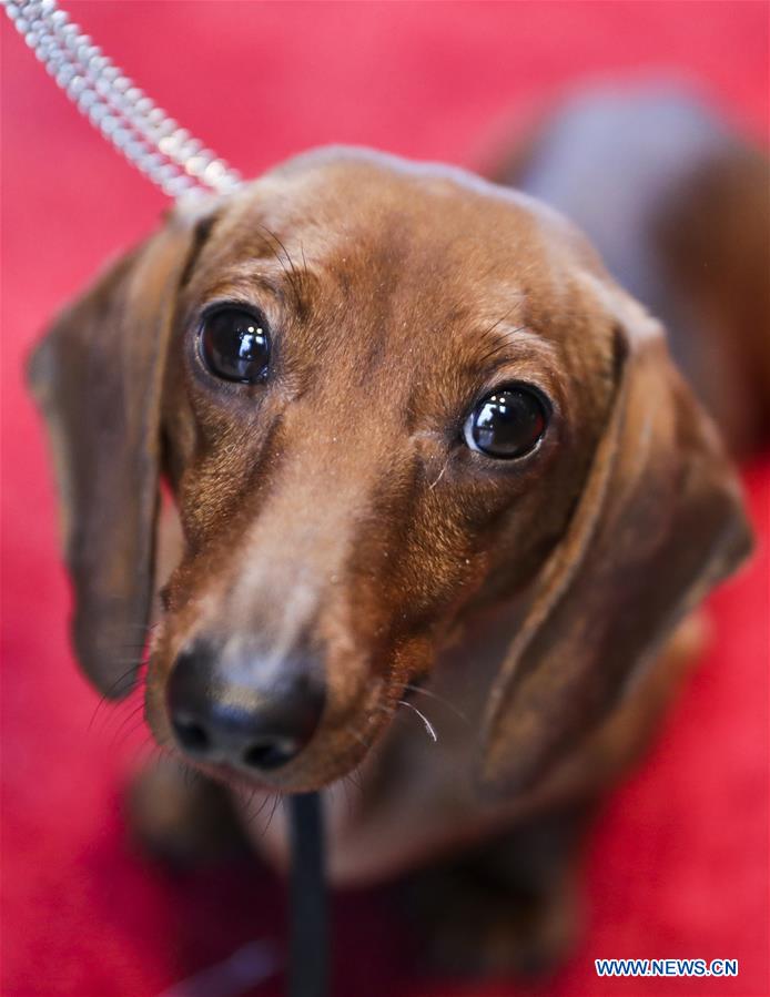 U.S.-NEW YORK-DOG SHOW-PRESS PREVIEW