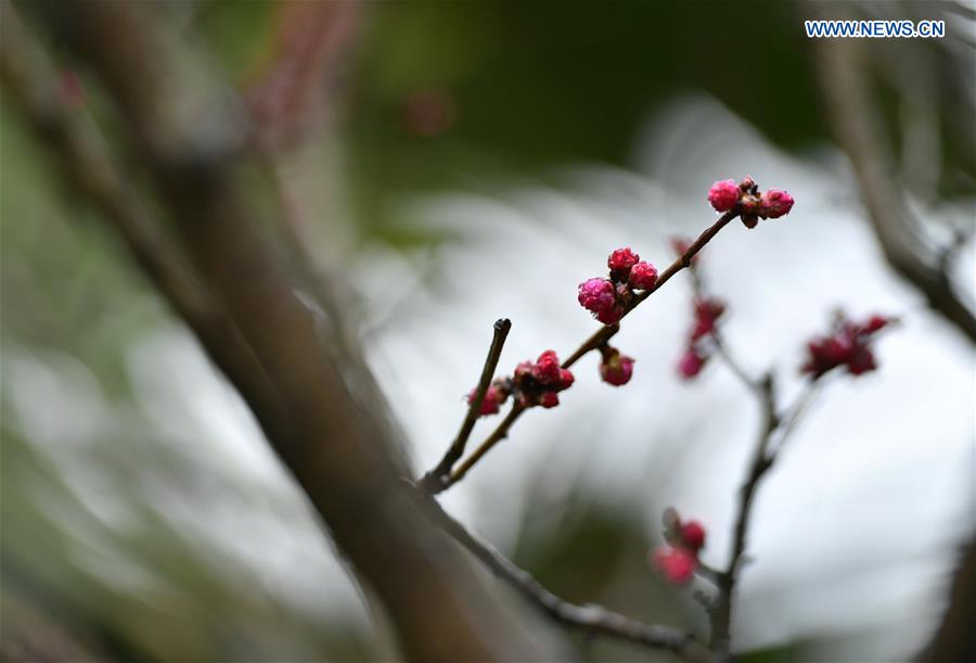 #CHINA-HUBEI-PLUM FLOWERS (CN)