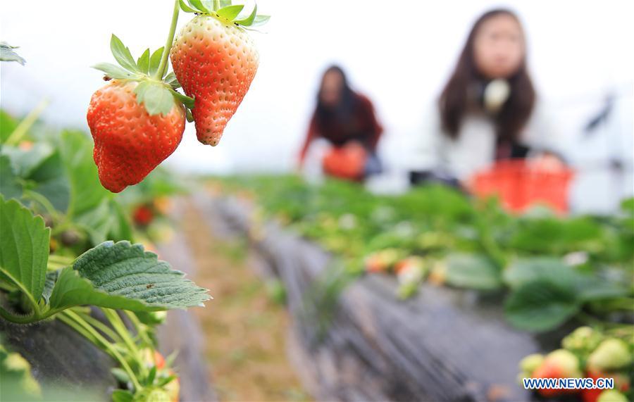 #CHINA-GREENHOUSE-FARMING (CN)